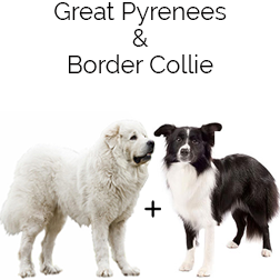 Collie Pyrenees Dog